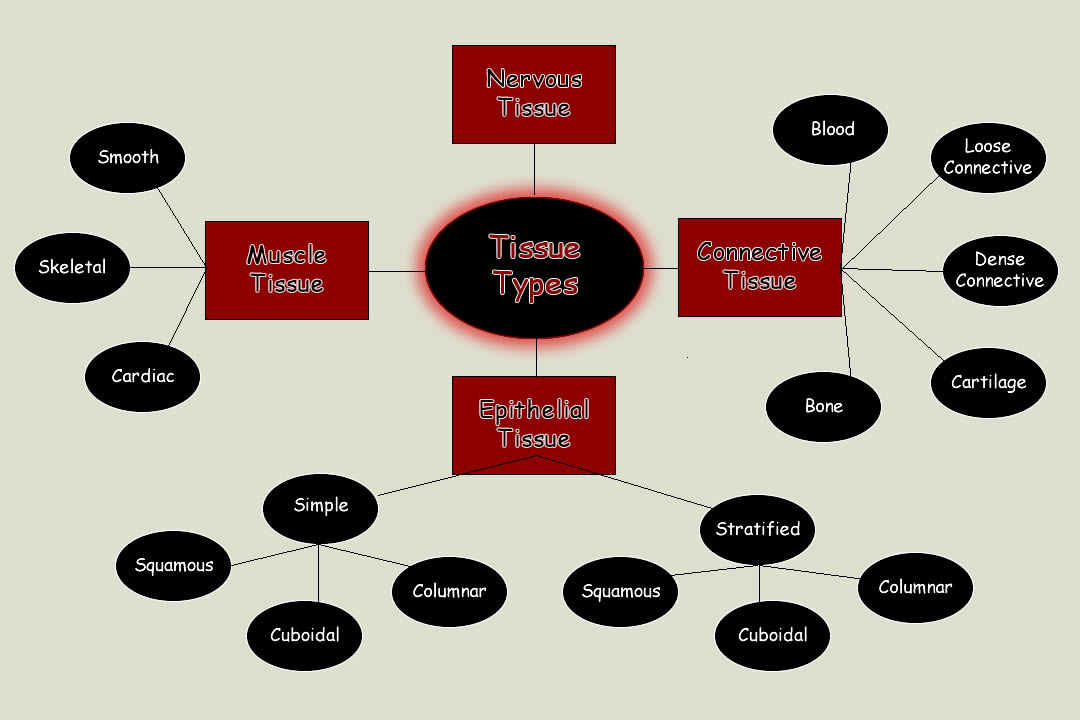 Tissue connective