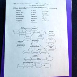 Concept map meiosis l29 masteringbiology bio