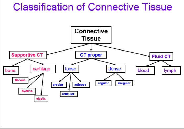 Types of tissue concept map