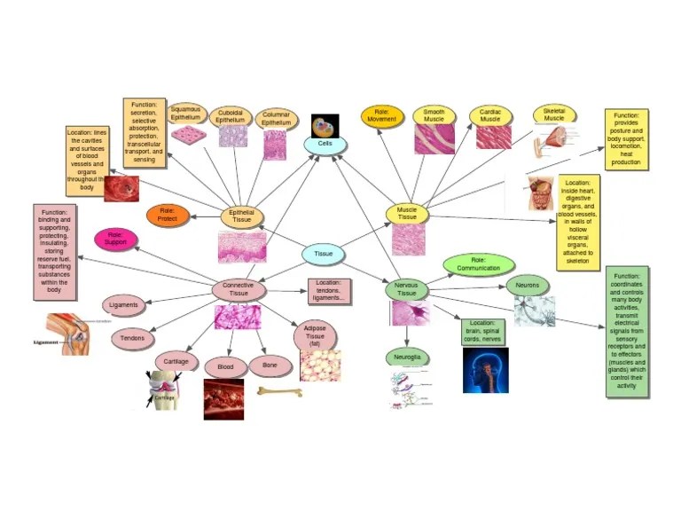 Types of tissue concept map