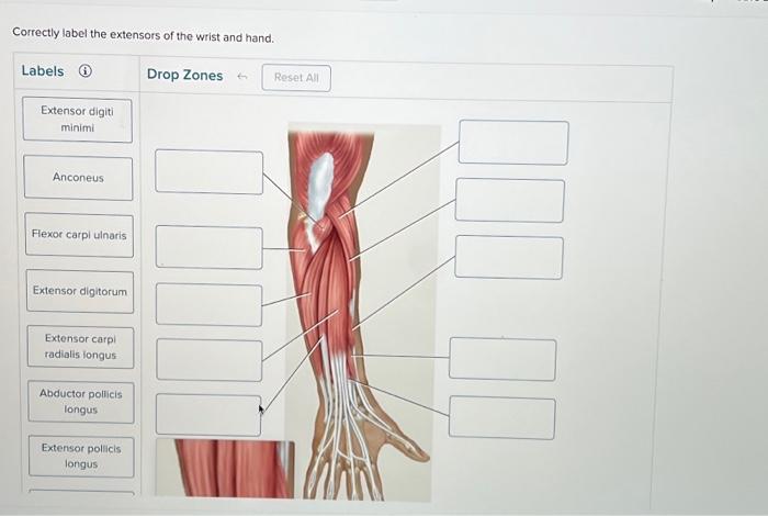 Wrist hand correctly label adjust problems award point pdf reached ve end preview