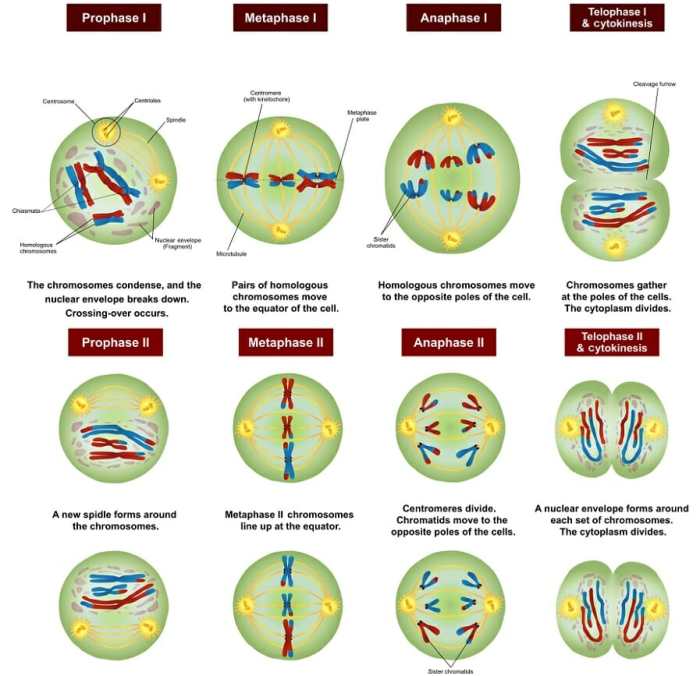 Chapter 10 section 1 meiosis study guide answer key