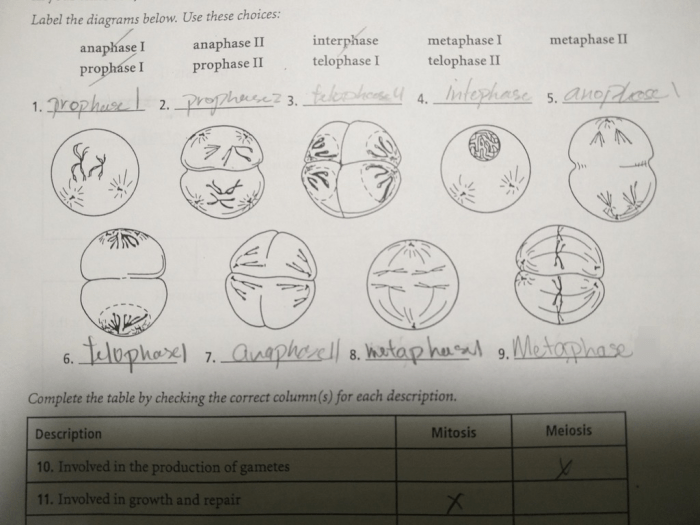 Chapter 10 section 1 meiosis study guide answer key