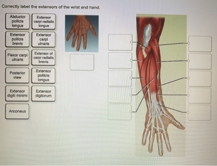 Correctly label wrist hand extensors adjust problems award point pdf preview